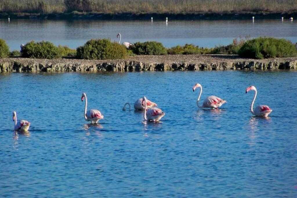 Apartamento Salamanca 38 En Santa Pola Eksteriør billede